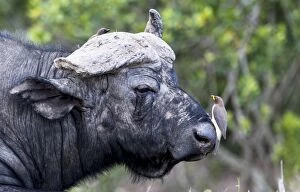 Images Dated 21st September 2014: African Buffalo / Cape Buffalo with Red-billed Oxpeckers
