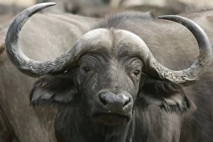 Images Dated 7th July 2004: African Buffalo - close-up of head. South Langwa Valley - Zambia - Africa