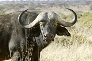 Images Dated 11th August 2004: African Buffalo - close-up of head. Kenya - Africa