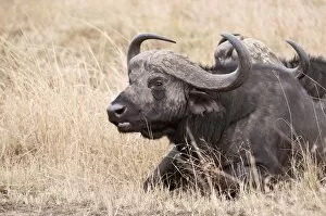 African Buffalo - lying in dry grass chewing cud