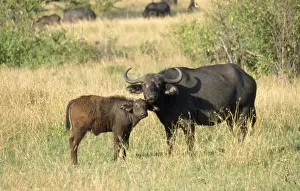 African Buffalo Maasai Mara, Kenya, Africa