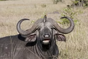 Images Dated 9th January 2009: African Buffalo - With Oxpecker - On savannah plains