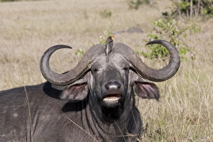 African Buffalo - With Oxpecker - On savannah plains African Buffalo - With Oxpecker - On savannah plains