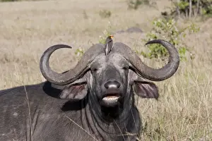 Oxpecker Prints: African Buffalo - With Oxpecker - On savannah plains - Maasai Mara North Reserve Kenya