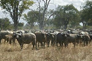 Images Dated 7th July 2004: African Buffalo - South Luangwa Valley National Park - Zambia