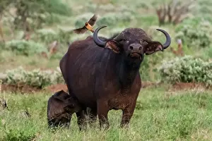 Pitamitz Prints: African buffalo (Syncerus caffer) and its calf, Tsavo, Kenya. Date: 19-04-2017