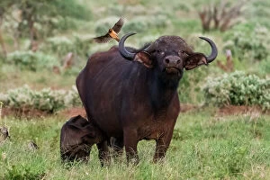 Buffalo Collection: African buffalo (Syncerus caffer) and its calf, Tsavo, Kenya. Date: 19-04-2017