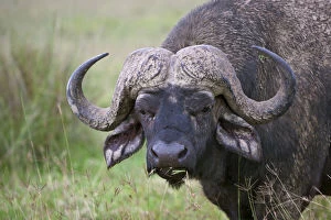 Caffer Gallery: African Buffalo (Syncerus caffer) covered