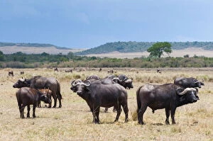African buffalo (Syncerus caffer), Maasai