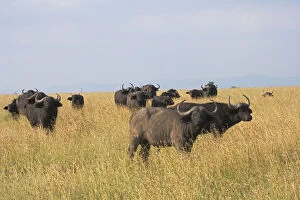 Images Dated 3rd July 2012: African Buffalo (Syncerus caffer), Mount