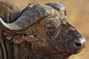 Caffer Gallery: African Buffalo, Syncerus caffer, with Red-billed