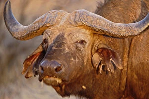 Caffer Gallery: African Buffalo, Syncerus caffer, Samburu