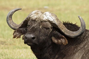 Caffer Gallery: African Buffalo, Syncerus caffer, standing