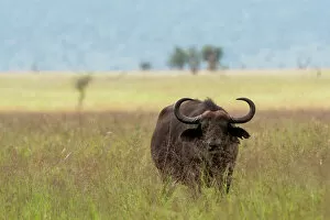 Buffalo Collection: African buffalo (Syncerus caffer), Tsavo, Kenya. Date: 20-04-2017
