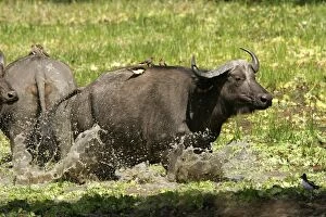 African Buffalo - in water with Yellow-billed Oxpecker