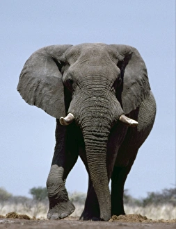 Collections: Elephants Collection
