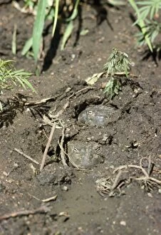 Images Dated 26th October 2007: African Bull Frog - burried in mud