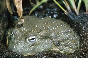 Images Dated 26th October 2007: African Bull Frog - in mud