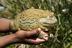 Images Dated 24th October 2003: African Bullfrog or Giant Pyxie