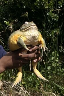 Images Dated 24th October 2003: African Bullfrog or Giant Pyxie - being held