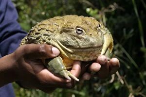 Images Dated 24th October 2003: African Bullfrog or Giant Pyxie - being held in hands