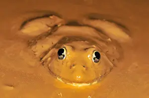 Madagascar Prints: African Bullfrog in mud - Ankarana National Park - Madagascar