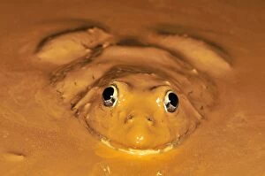 African Bullfrog in mud (Pyxicephalus adspersus)