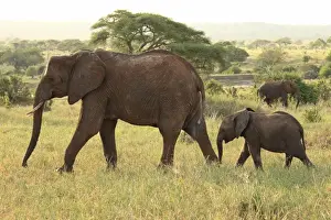 Calf Prints: African Bush / African Savanna Elephant - cow with calf - Tarangire NP - Tanzania