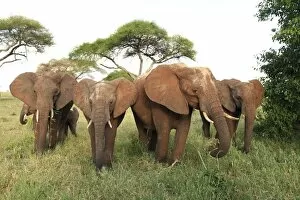 Elephants Collection: African Bush / African Savanna Elephant - herd - Tarangire NP - Tanzania