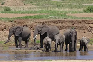Herds Prints: African Bush / African Savanna Elephant - herd drinking water - Tarangire NP - Tanzania