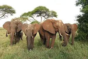 Herds Prints: African Bush / African Savanna Elephant - herd - Tarangire NP - Tanzania