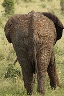 Images Dated 4th February 2011: African Bush / African Savanna Elephant - rear view of elderly bull - Tarangire NP - Tanzania