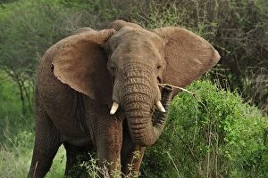Images Dated 22nd September 2008: African Bush Elephant