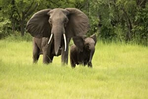 African Bush Elephant - female with young calf