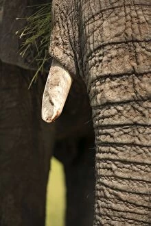 African Bush Elephant - trunk and tusk Ruaha National
