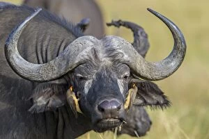 Images Dated 9th July 2010: African / Cape Buffalo