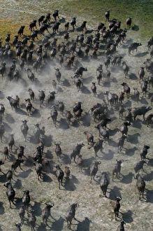 African / Cape Buffalo - Aerial view of Cape Buffalo running African / Cape Buffalo - Aerial view of Cape Buffalo running