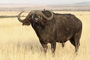 Images Dated 11th August 2010: African / Cape Buffalo - bull