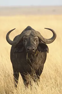 African / Cape Buffalo - bull - Maasai Mara - Kenya