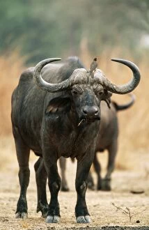 Africanus Gallery: African / Cape BUFFALO - bull with Yellow-billed