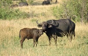 African / Cape Buffalo - with calf