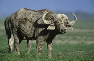 Muddy Prints: African / Cape Buffalo Covered in mud