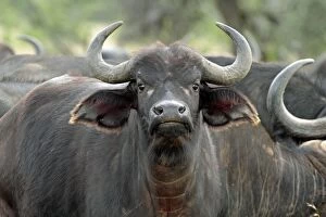 Buffalos Gallery: African / Cape Buffalo - female Mugie Ranch, Laikipia