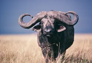 African / Cape Buffalo - viewed head-on