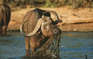 African / Cape BUFFALO - in water, feeding on water plant