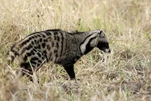 Images Dated 9th July 2004: African Civet. South Luangwa Valley National Park - Zambia - Africa