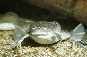 Images Dated 25th May 2006: African Clawed Toad South Africa