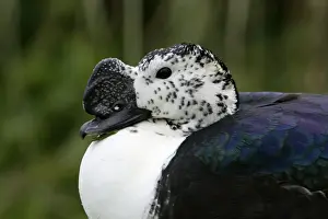 African Comb Duck-detailed study of head, Washington WWT, Tyne and Wear UK