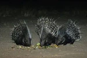 African Crested Porcupine - Central Namibia, Africa MA001159