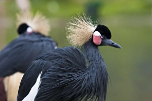 Images Dated 11th November 2009: African Crowned Crane - pair of adults